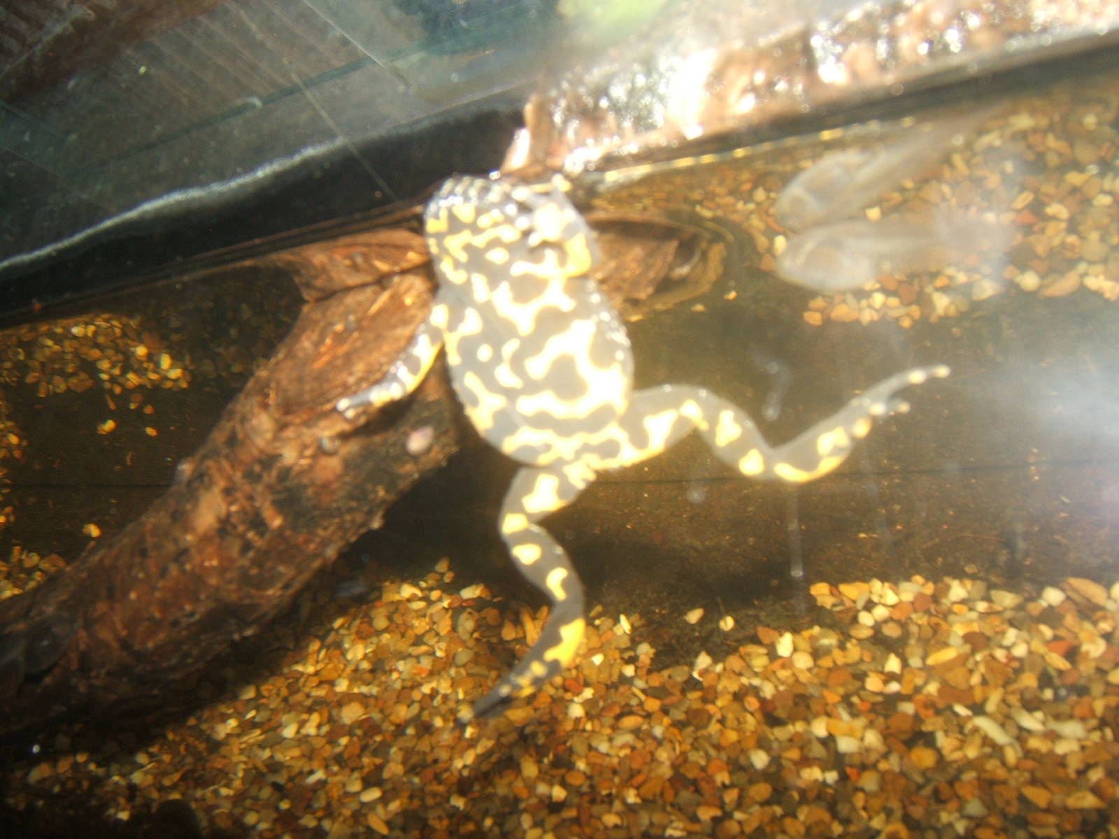 Yellow-bellied Toad