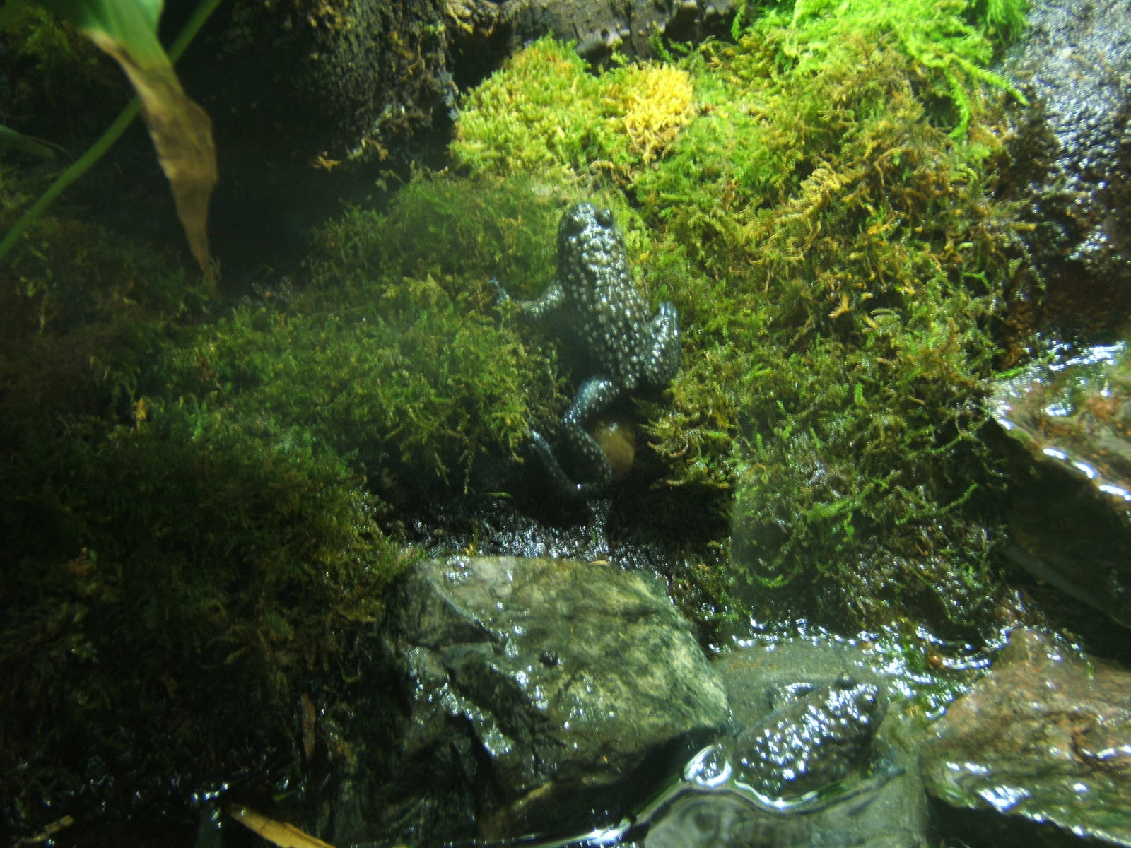 Yellow-bellied Toad