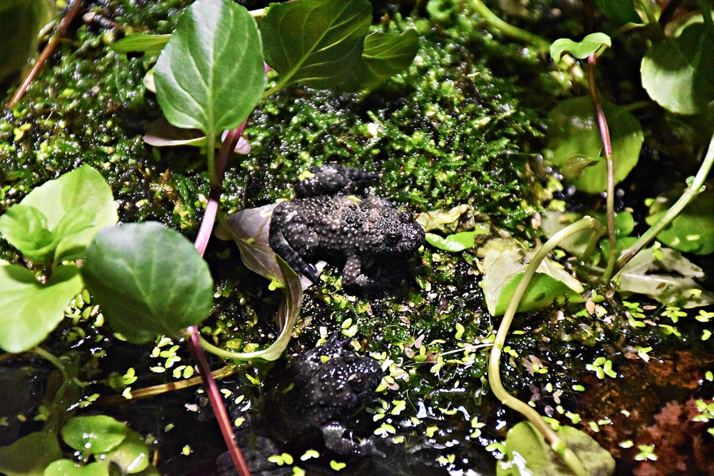 Yellow-bellied toad