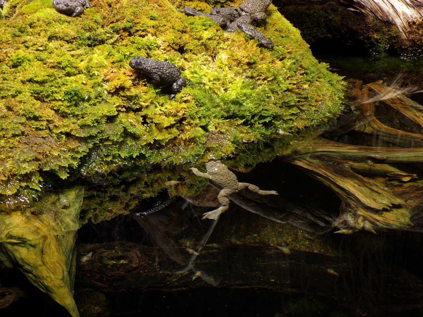 Yellow- bellied toads 9.7.25