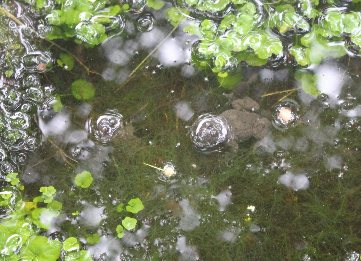 Yellow-bellied toads