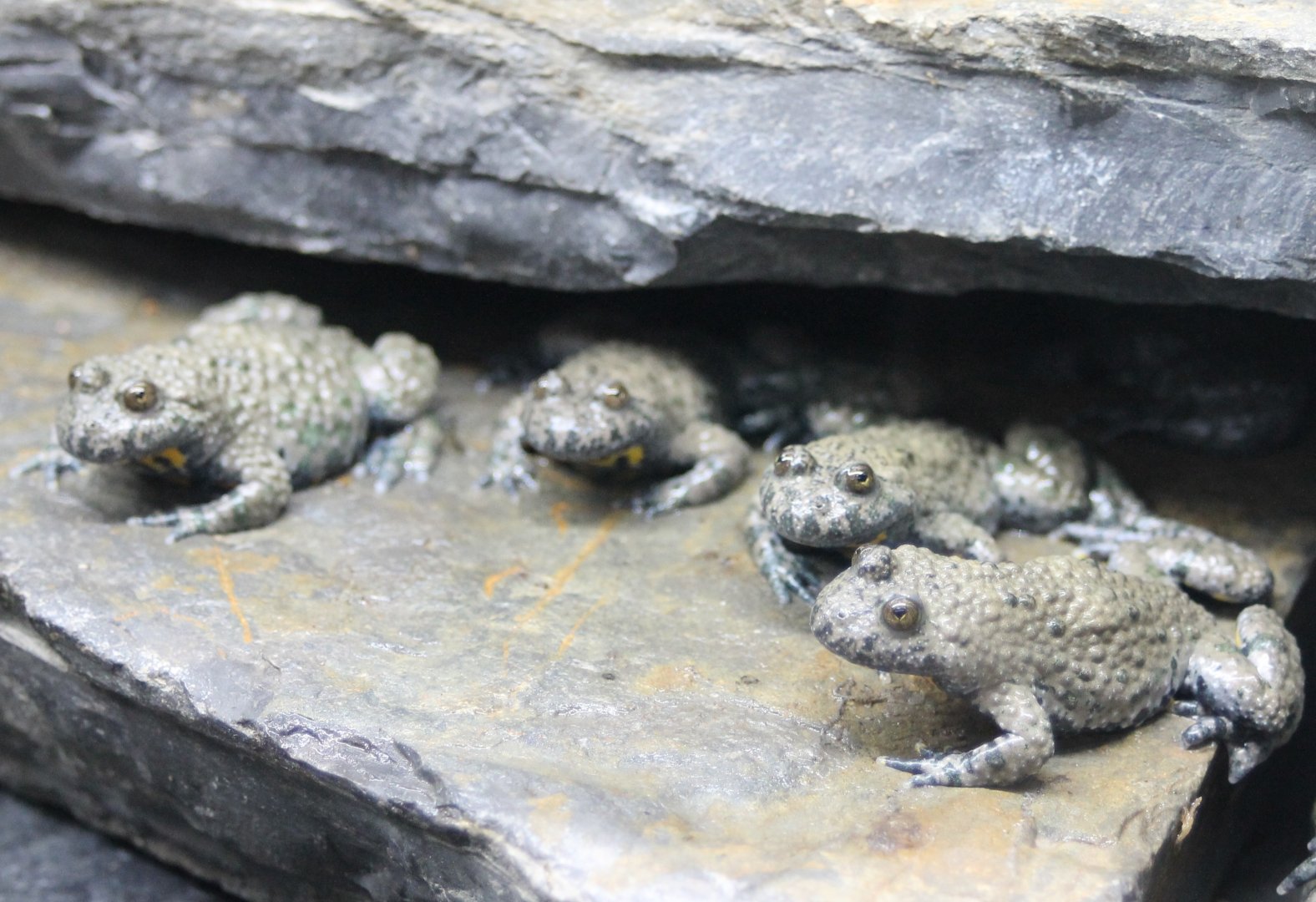 Yellow-bellied toads