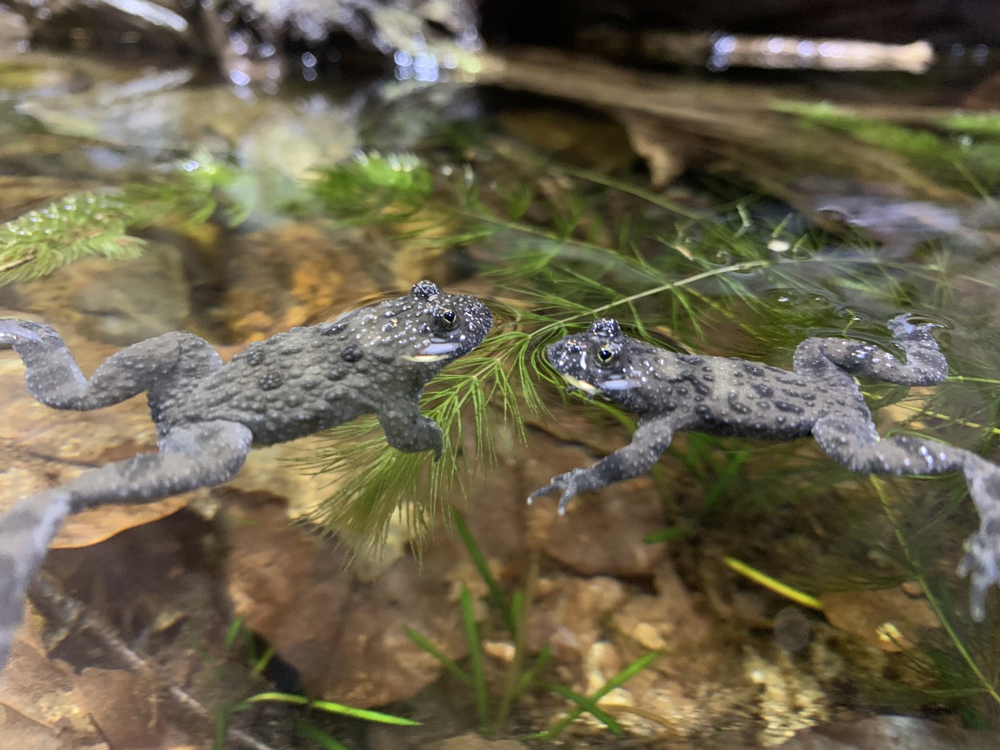 Yellow-bellied toads