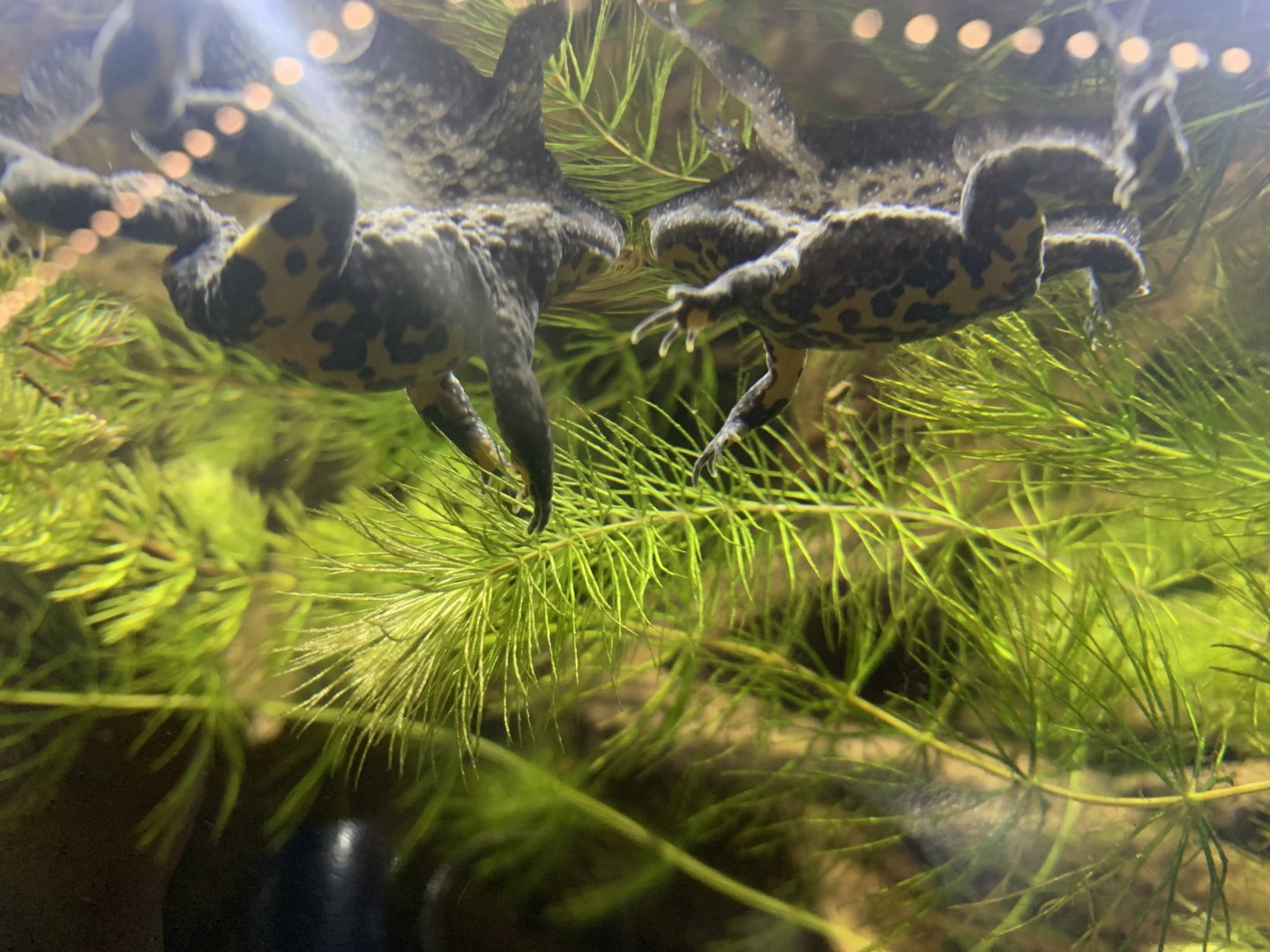 Yellow-bellied toads