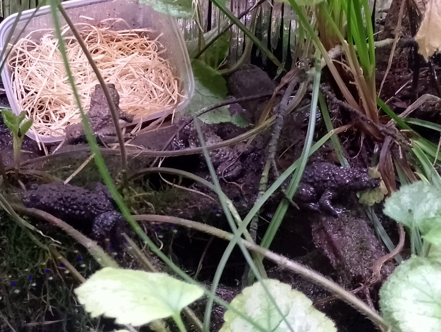 Yellow-bellied toads