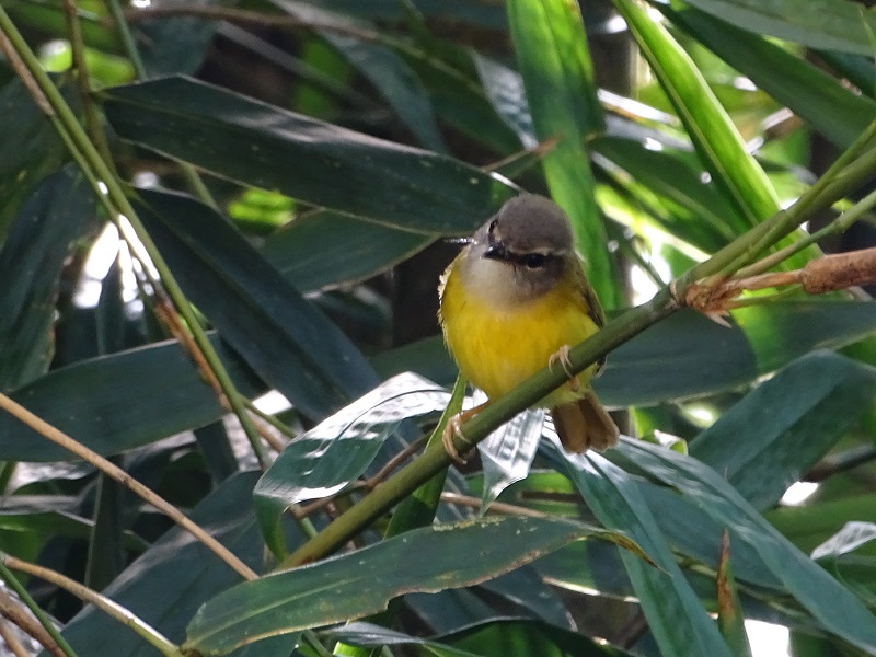 Yellow-bellied warbler (Abroscopus superciliaris)