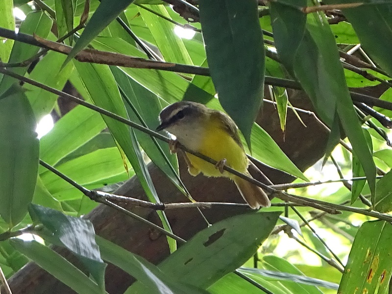 Yellow-bellied warbler (Abroscopus superciliaris)