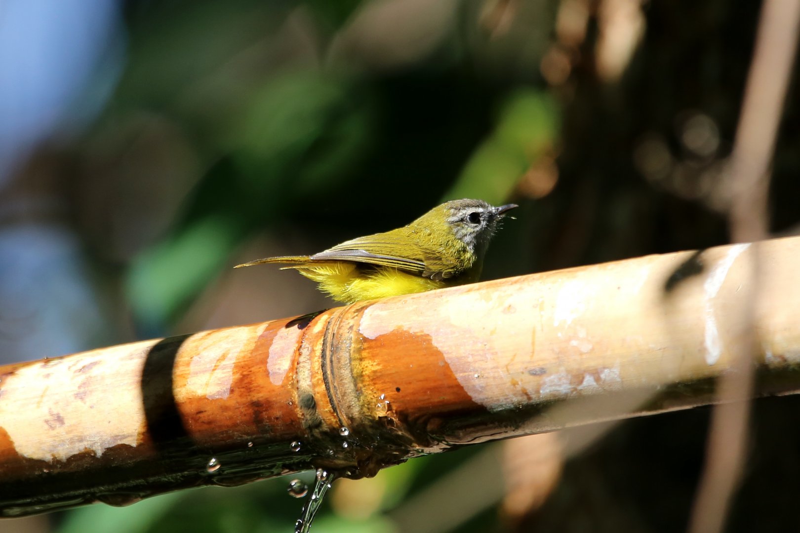 Yellow-bellied Warbler (Abroscopus superciliaris)