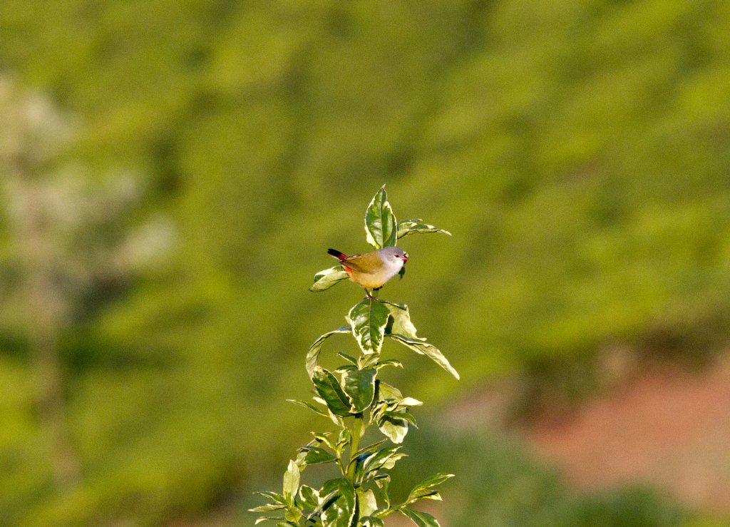 Yellow-bellied Waxbill