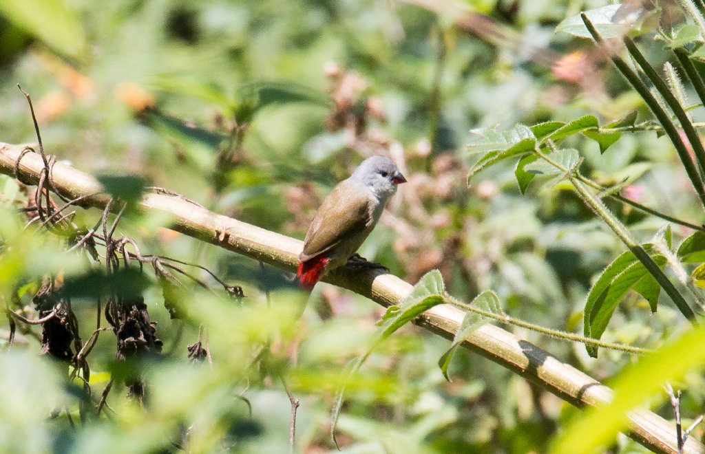 Yellow-bellied Waxbill