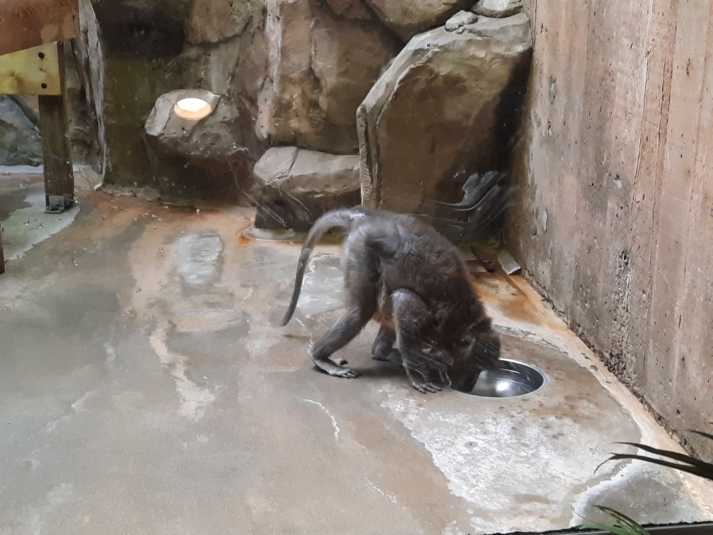 Yellow Belly Mangabey