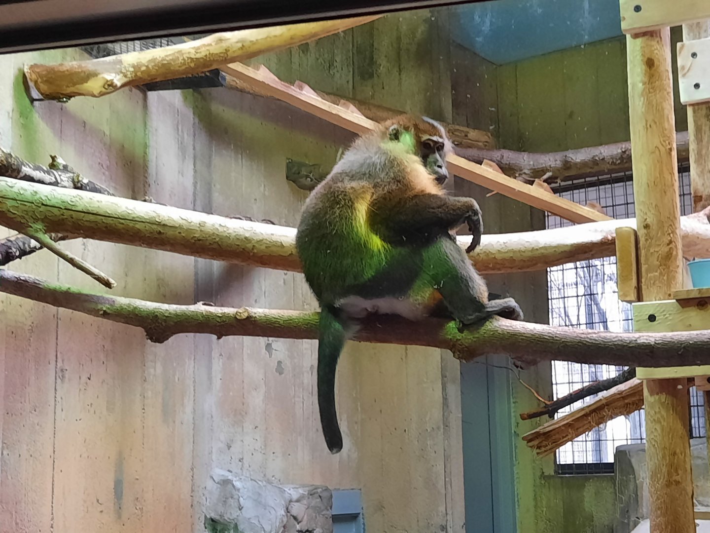 Yellow Belly Mangabey