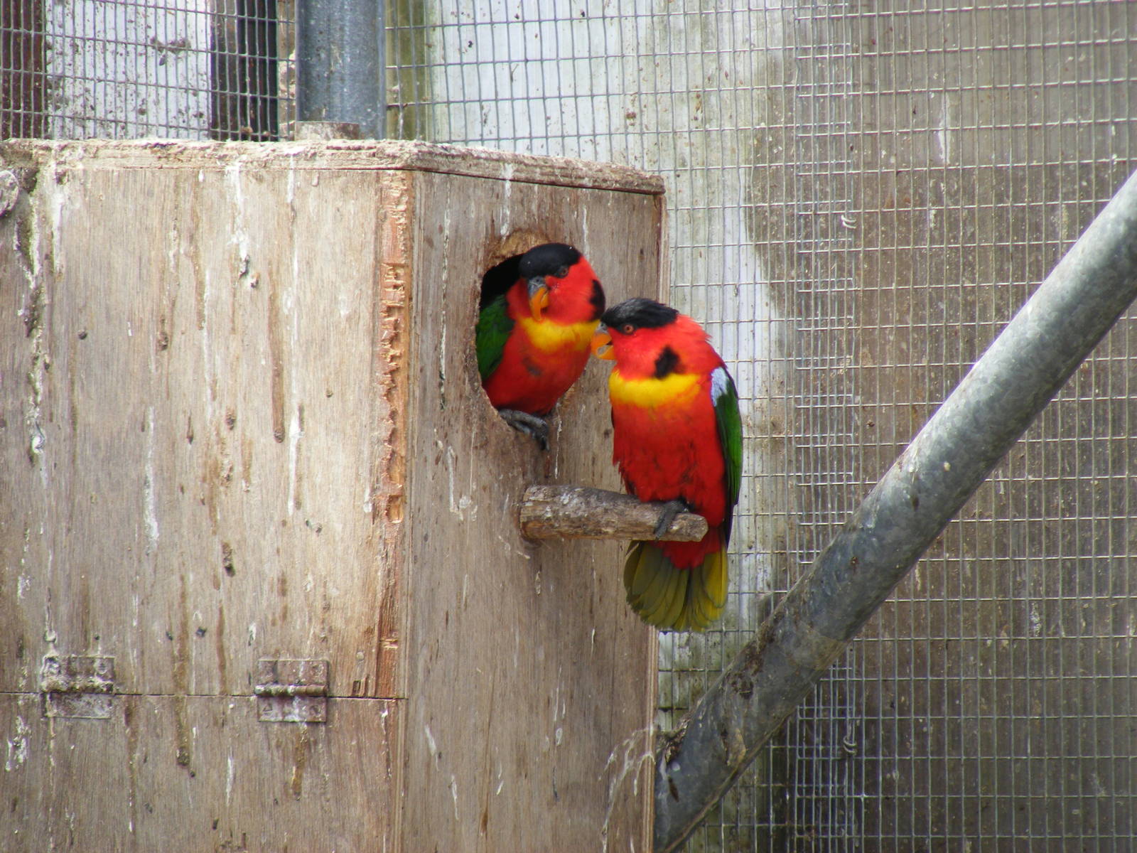 Yellow-bibbed lories at Fife Animal Park, 18 May 2010