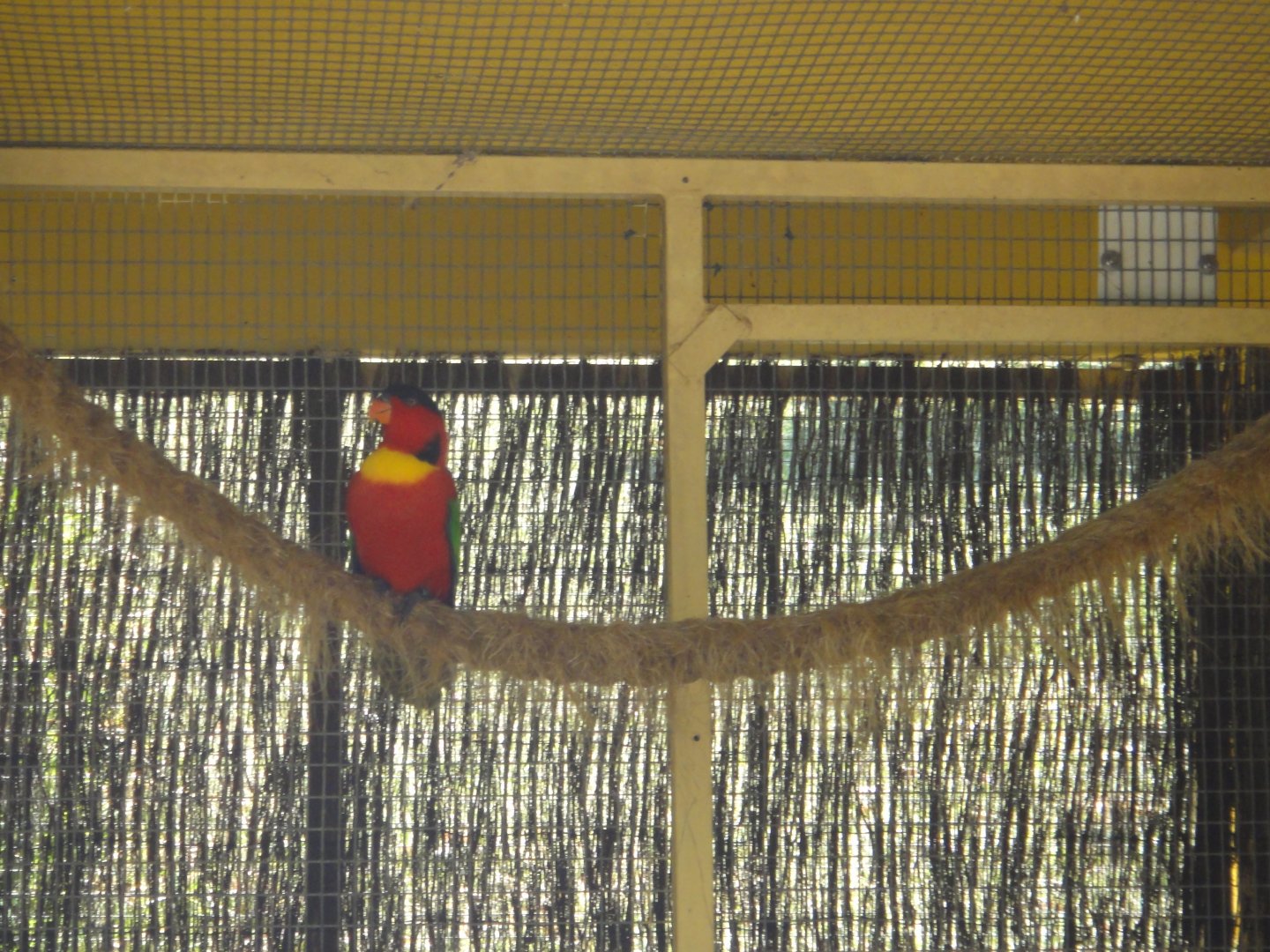 Yellow-bibbed Lory (2011)