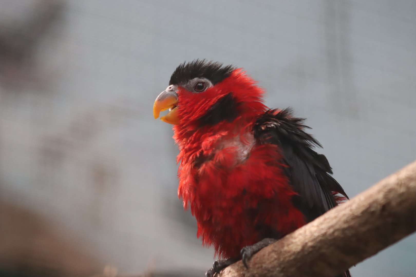 Yellow-bibbed Lory - 7 July 2024