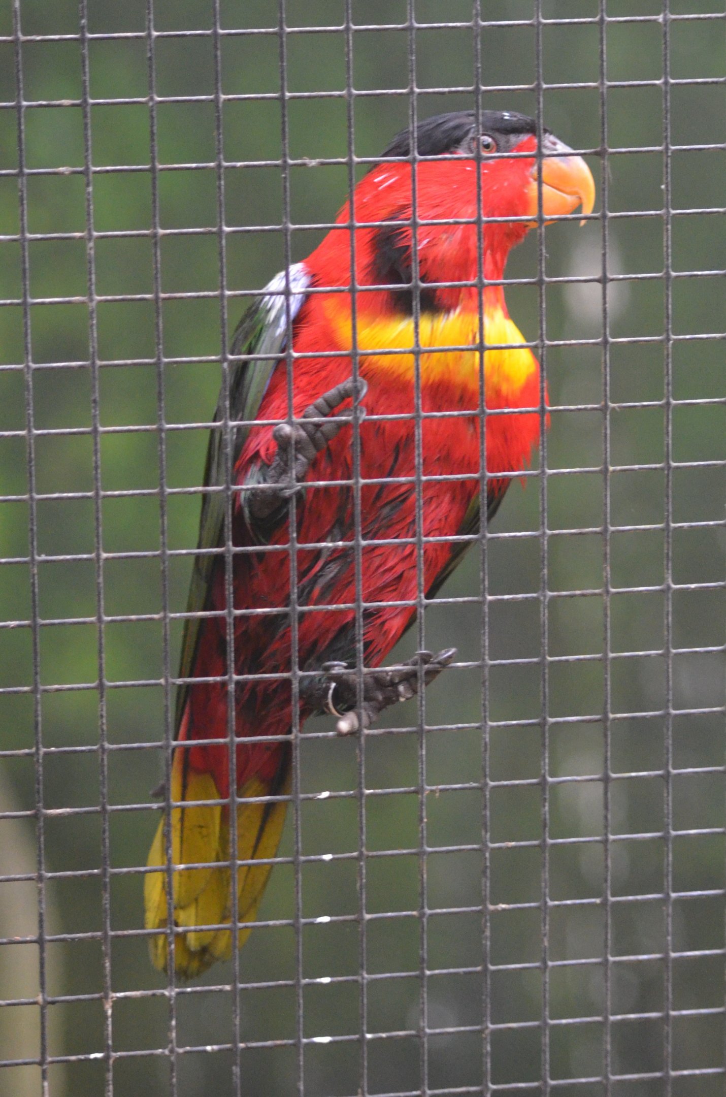 Yellow-bibbed Lory at Beauval, 12/06/18