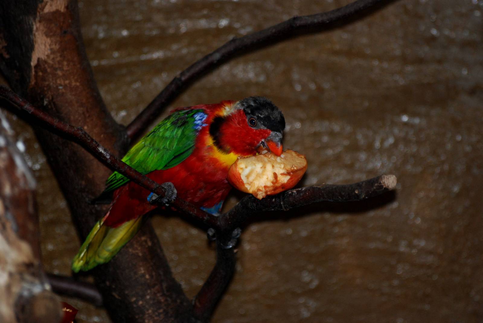 Yellow-bibbed Lory at Decin, 28/08/12