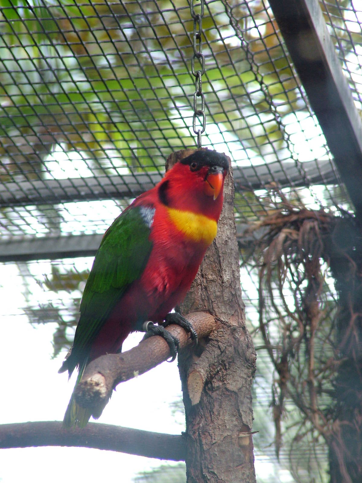 Yellow-bibbed Lory at Loro Parque, 08/11/10