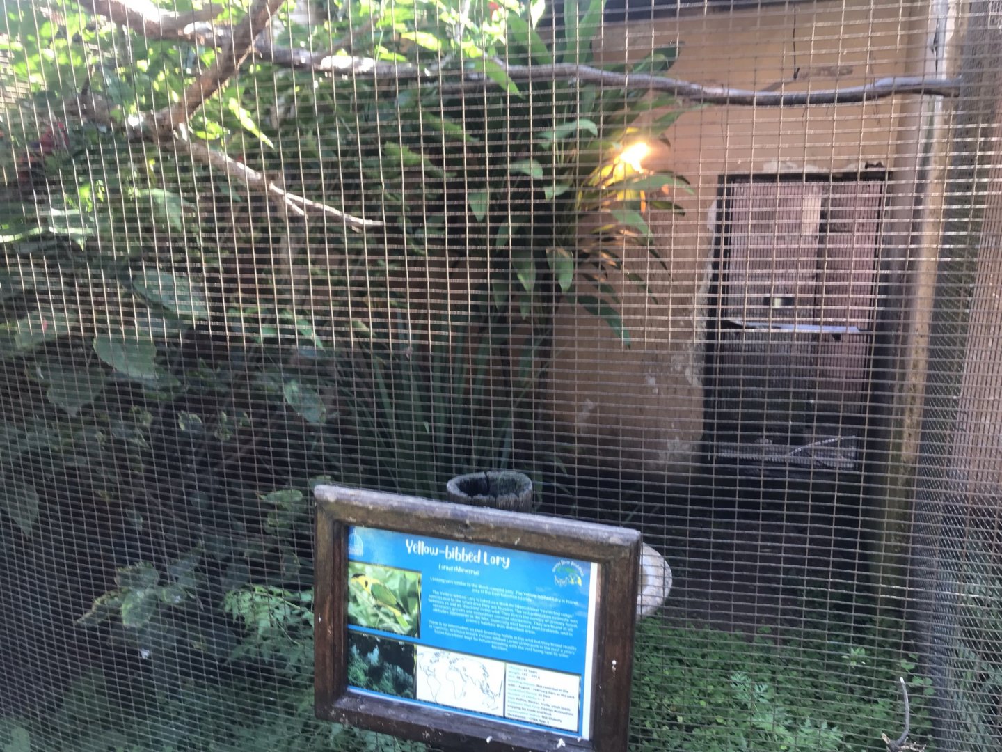 Yellow-Bibbed Lory Exhibit