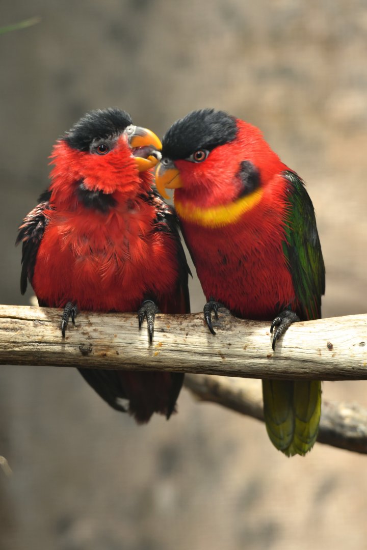 Yellow-bibbed Lory Lorius chlorocercus