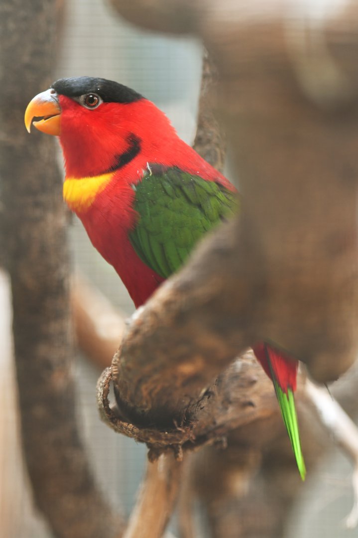 Yellow-bibbed Lory Lorius chlorocercus