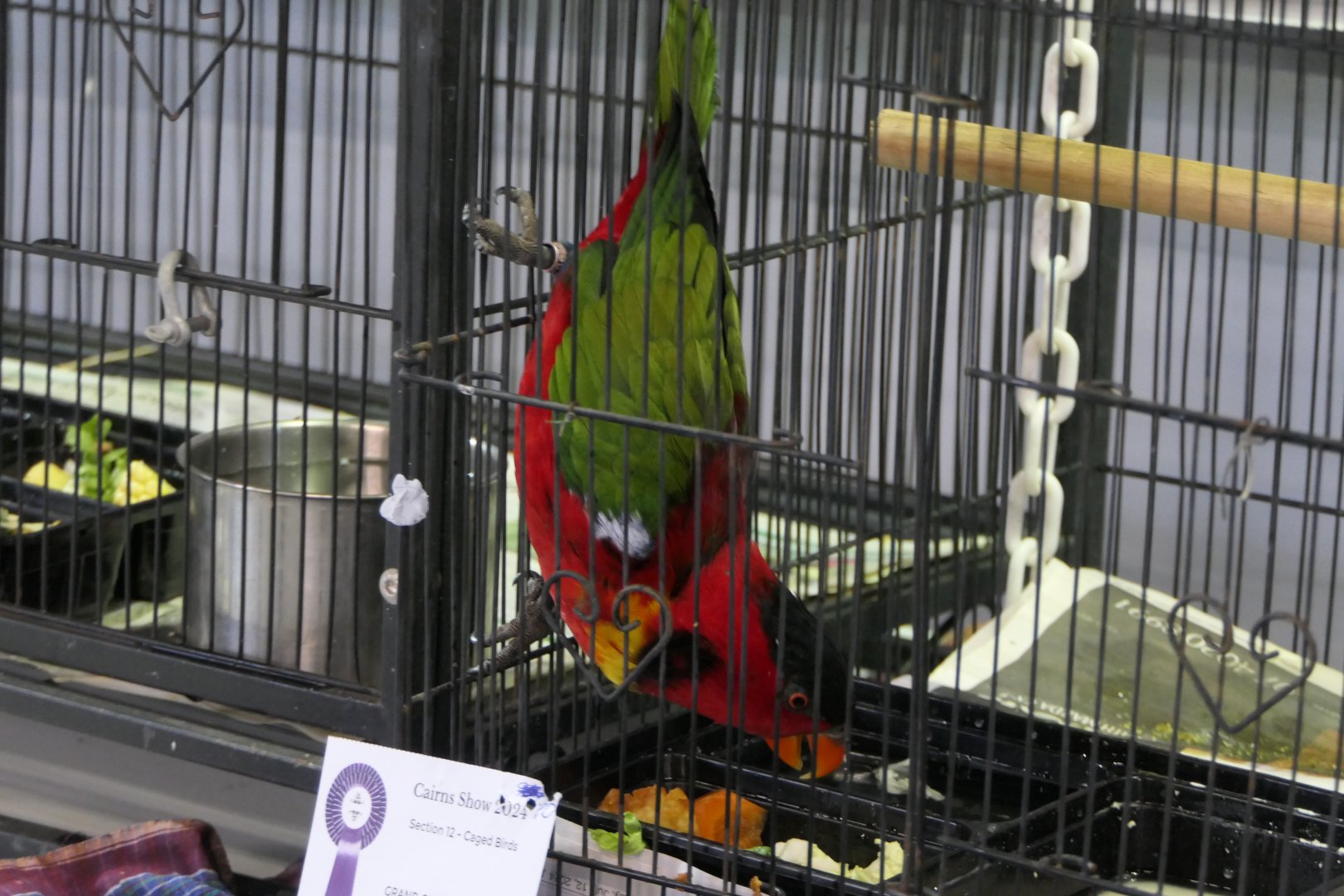 Yellow-bibbed Lory (Lorius chlorocercus)