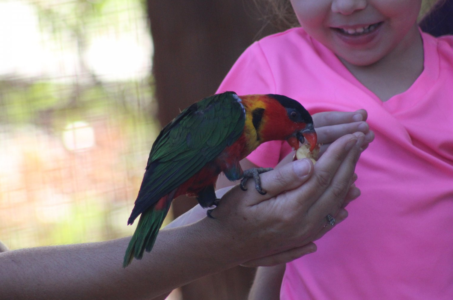 Yellow-Bibbed Lory