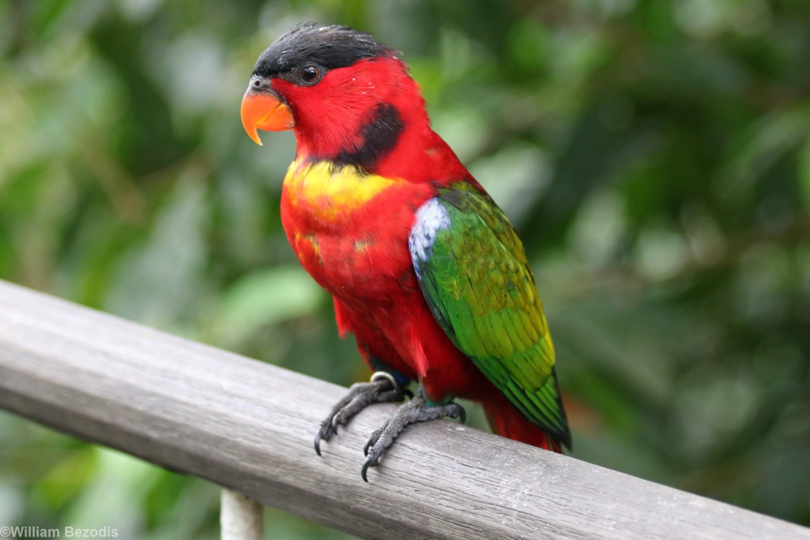 Yellow-bibbed Lory