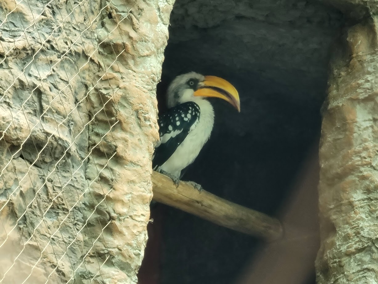 Yellow bill Hornbill