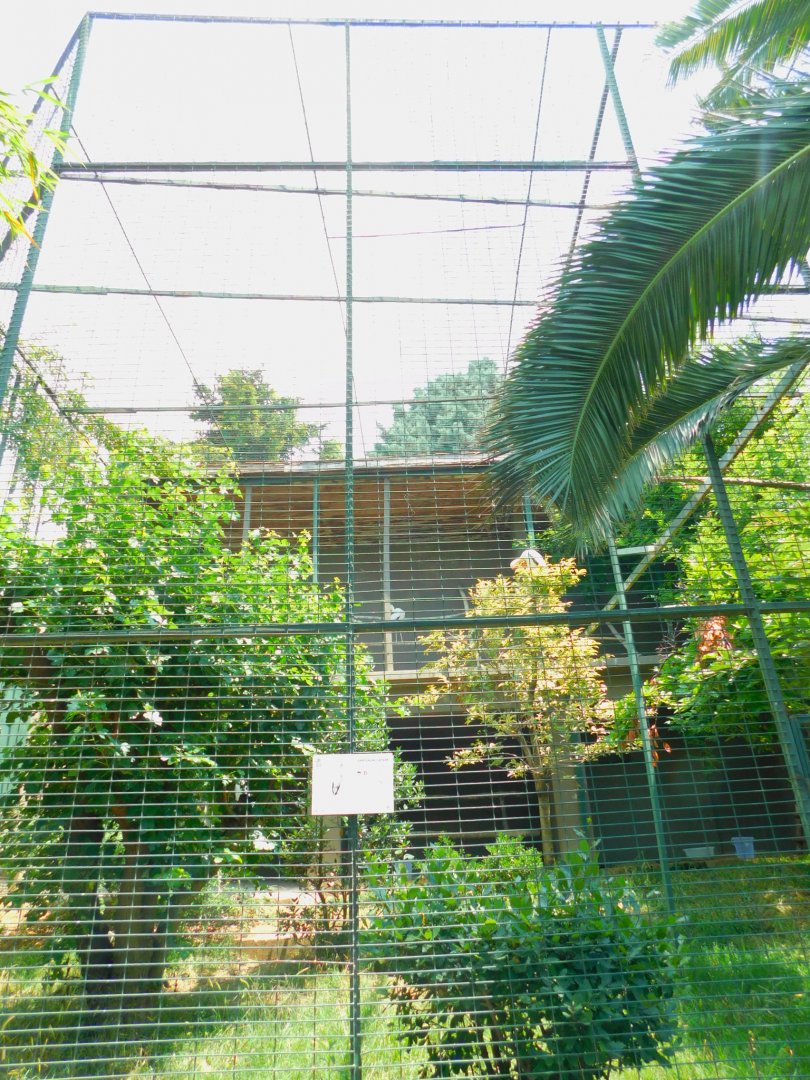 Yellow-billd stork aviary