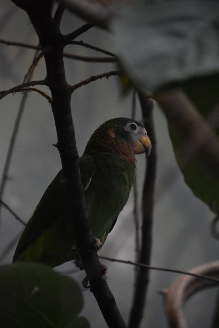 Yellow billed amazon, Amazona collaria