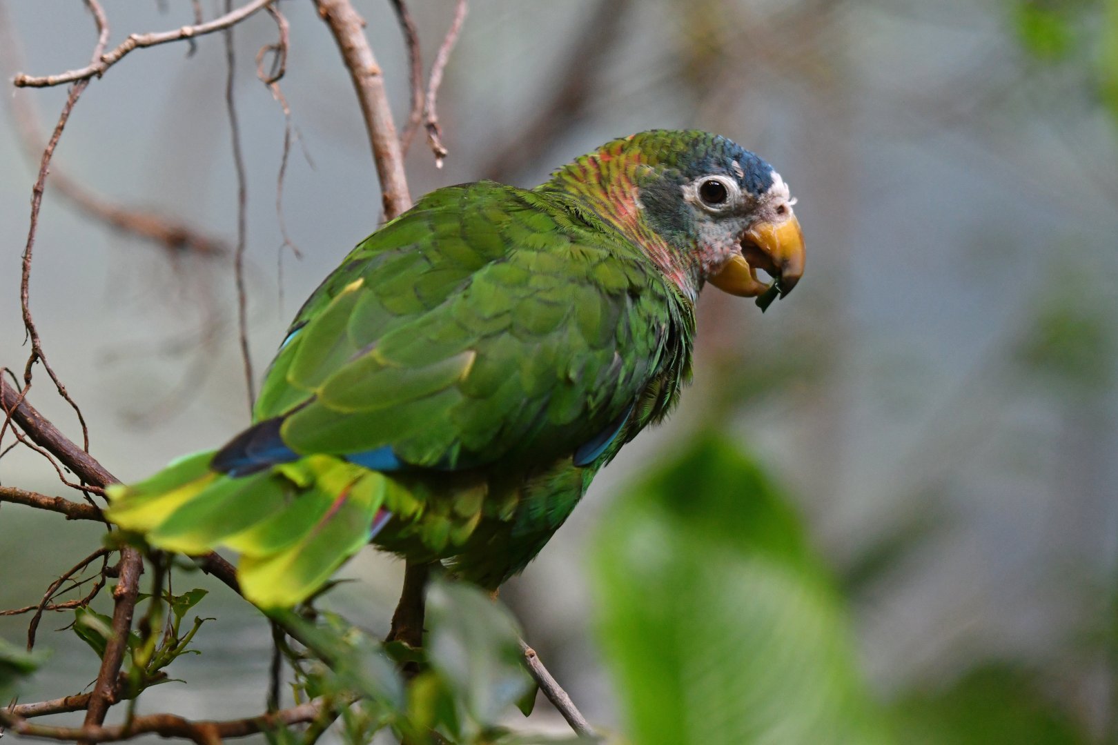 Yellow-billed amazon Amazona collaria