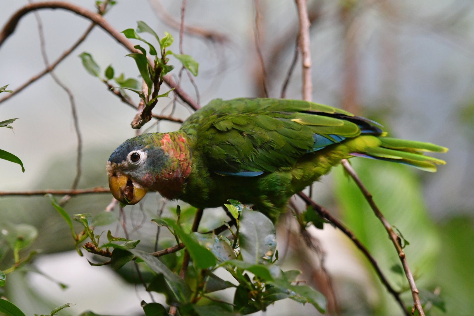 Yellow-billed amazon Amazona collaria