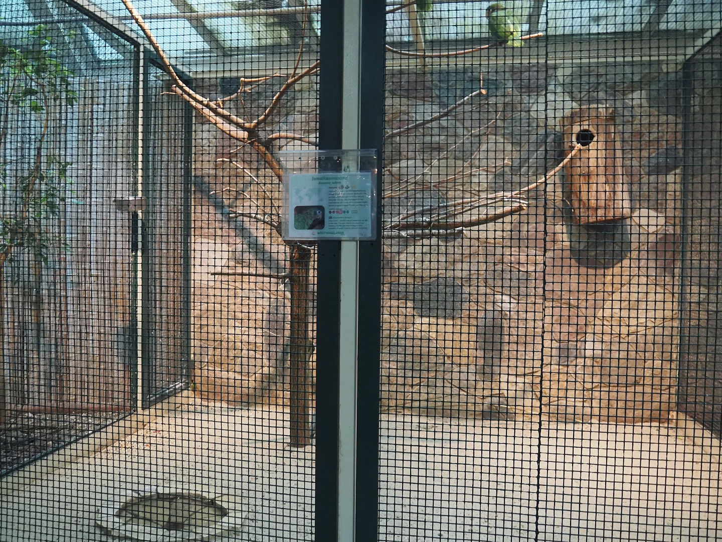 Yellow-billed amazon aviary, 2024-05-22