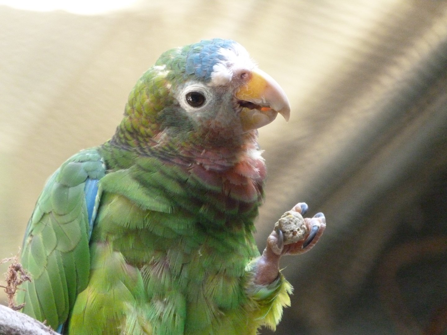 Yellow-billed amazon -Zoo Praha (2025)