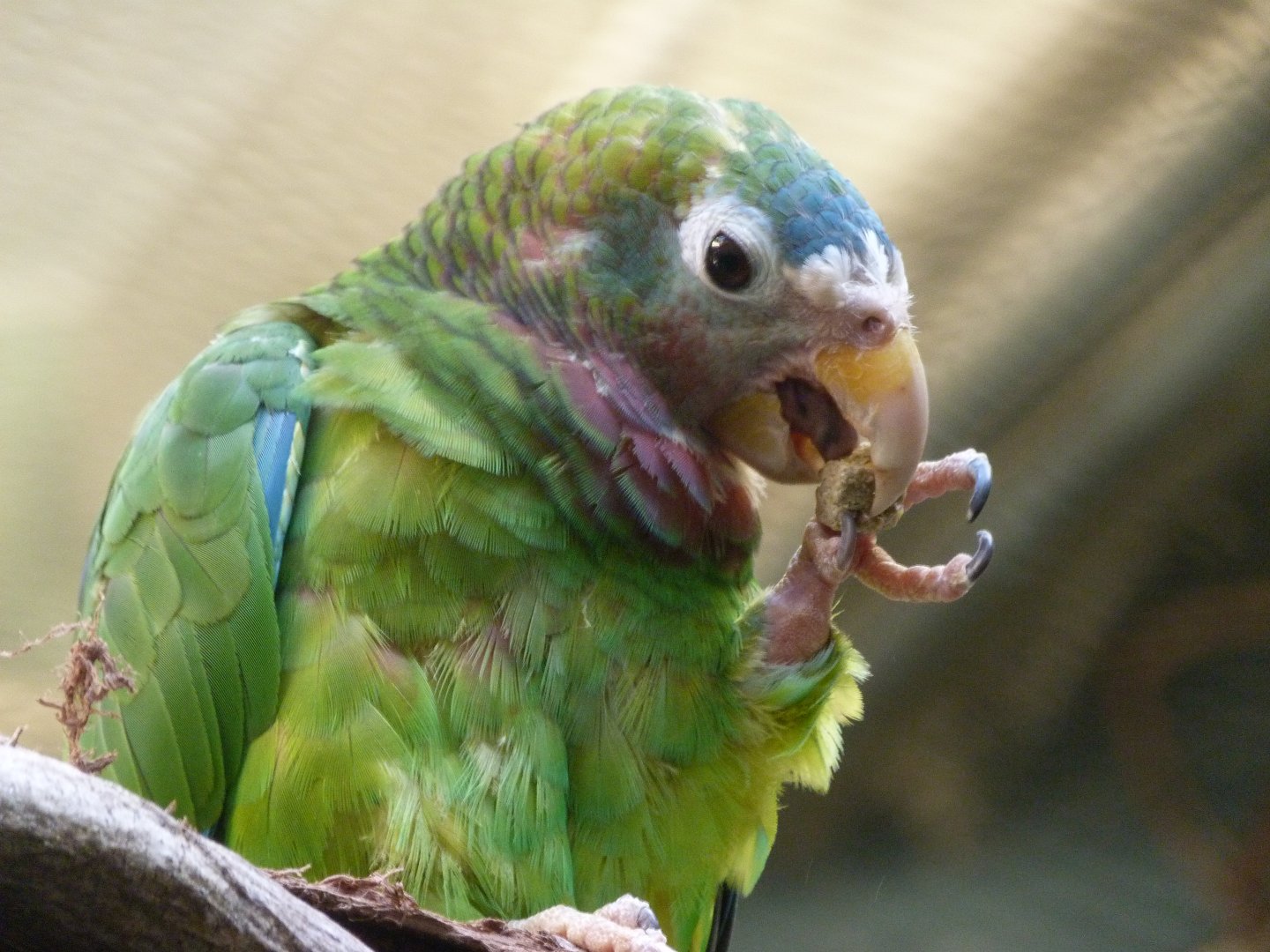 Yellow-billed amazon -Zoo Praha (2025)