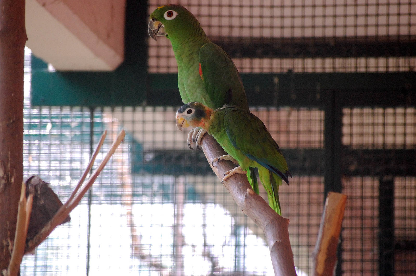 Yellow Billed Amazon