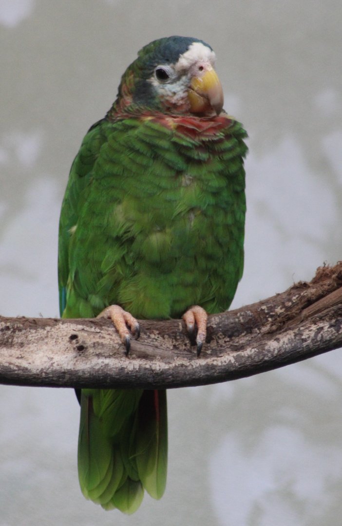 Yellow-billed amazon