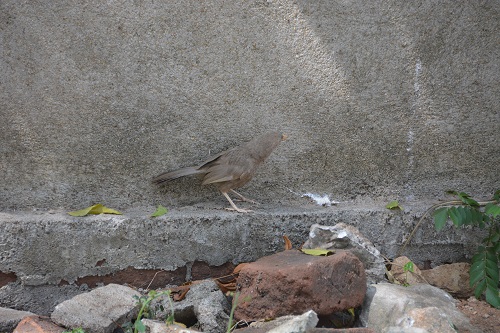 Yellow-billed babbler and snake