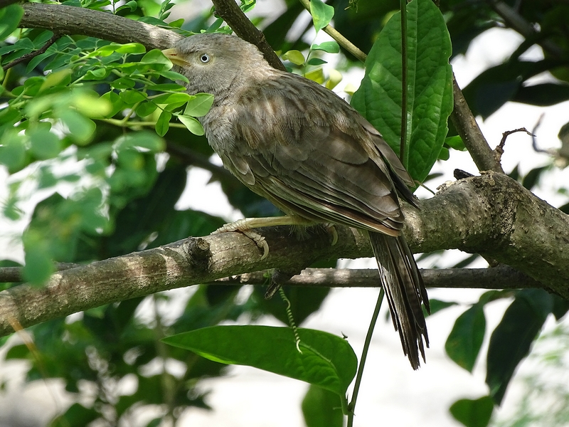 Yellow-billed babbler