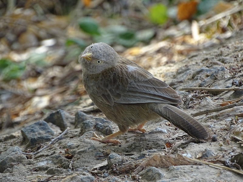 Yellow-billed babbler