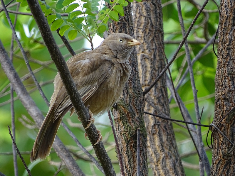 Yellow-billed babbler