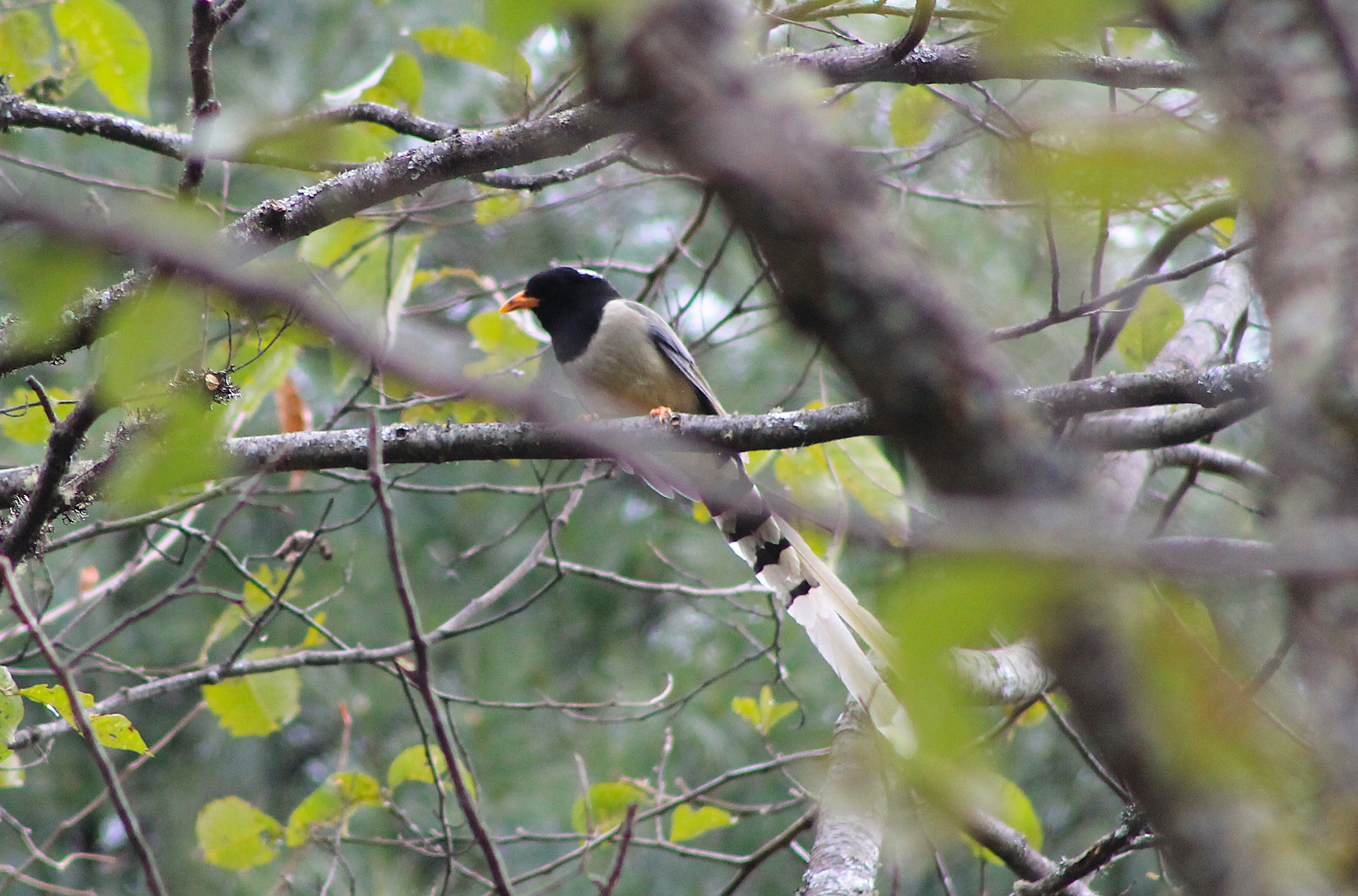Yellow-billed Blue Magpie (Urocissa flavirostra)