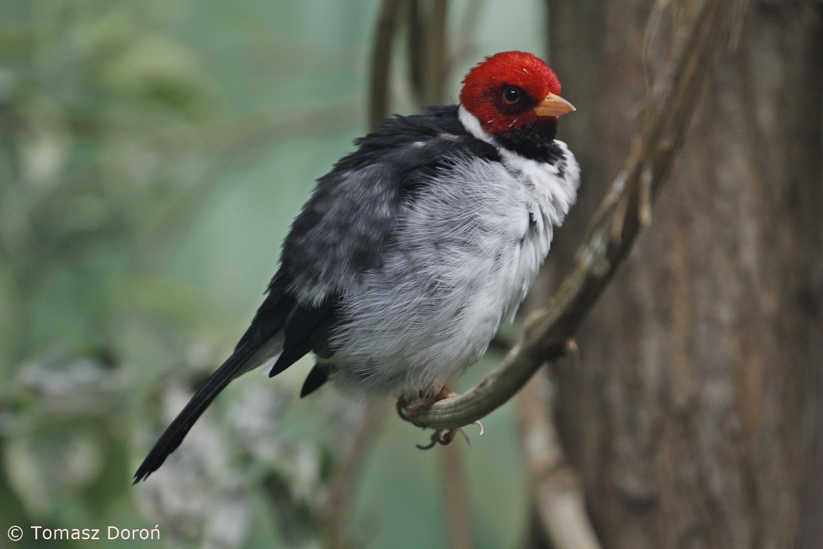 Yellow-billed Cardinal (Paroaria capitata), January 2021