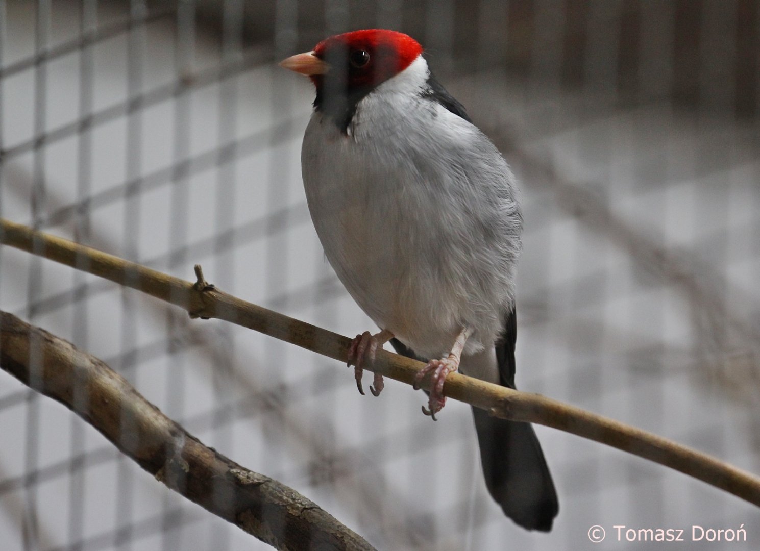 Yellow-billed Cardinal (Paroaria capitata), October 2018
