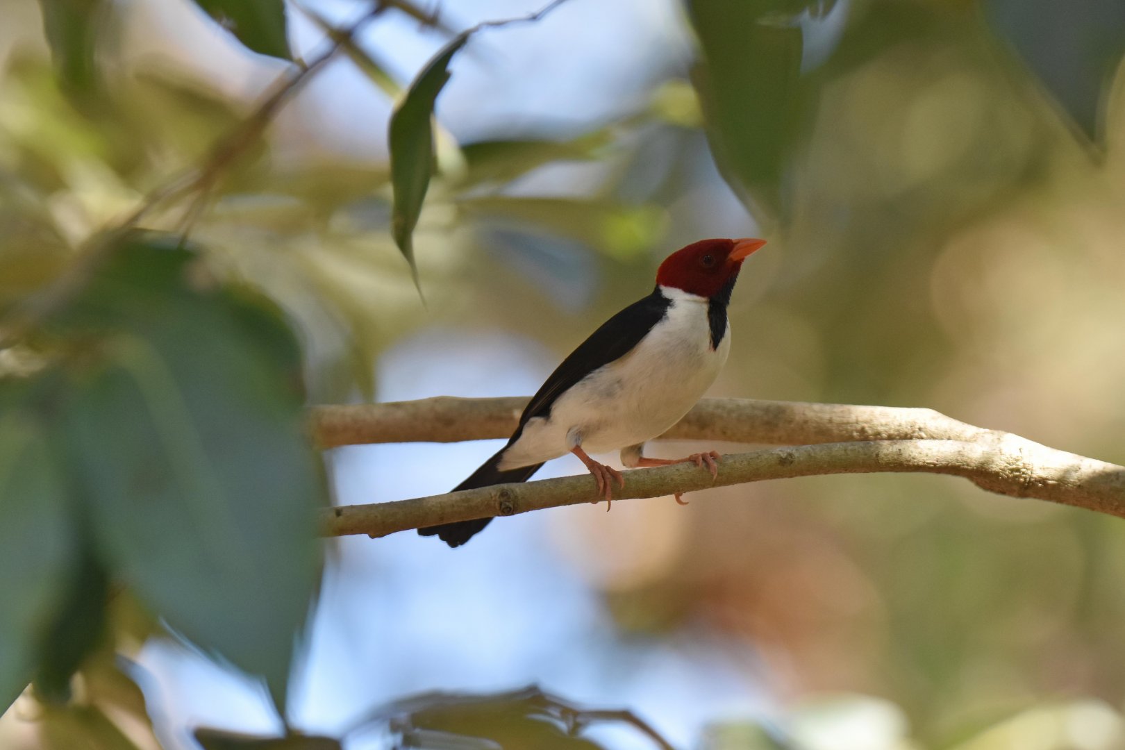 Yellow-billed Cardinal (Paroaria capitata)