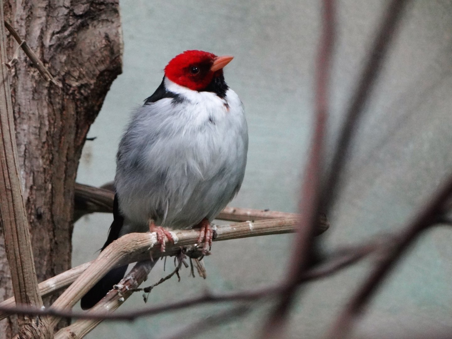 Yellow-billed Cardinal (Paroaria capitata)