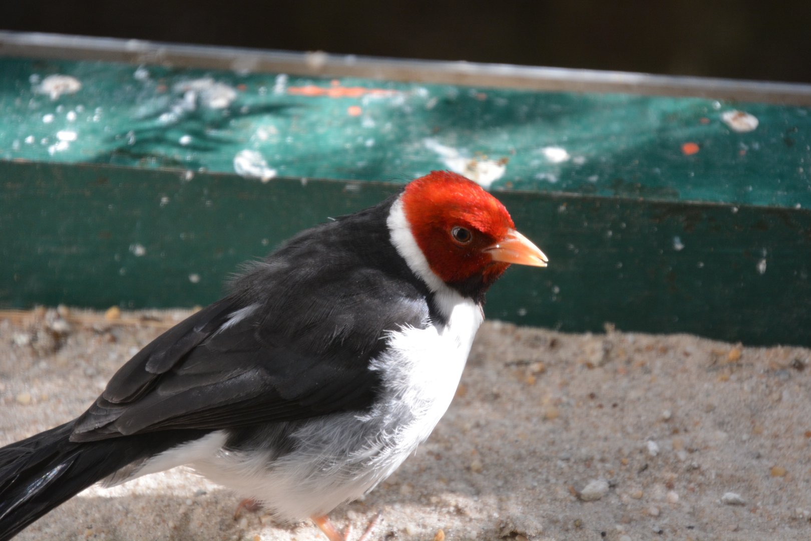 Yellow-billed cardinal (Paroaria capitata)