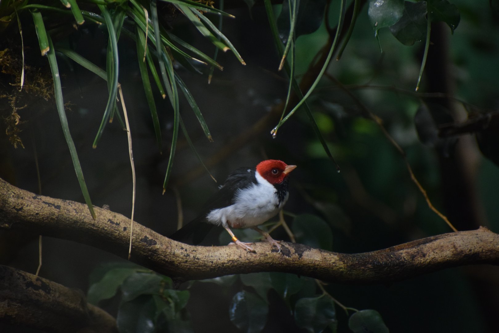 Yellow-billed cardinal