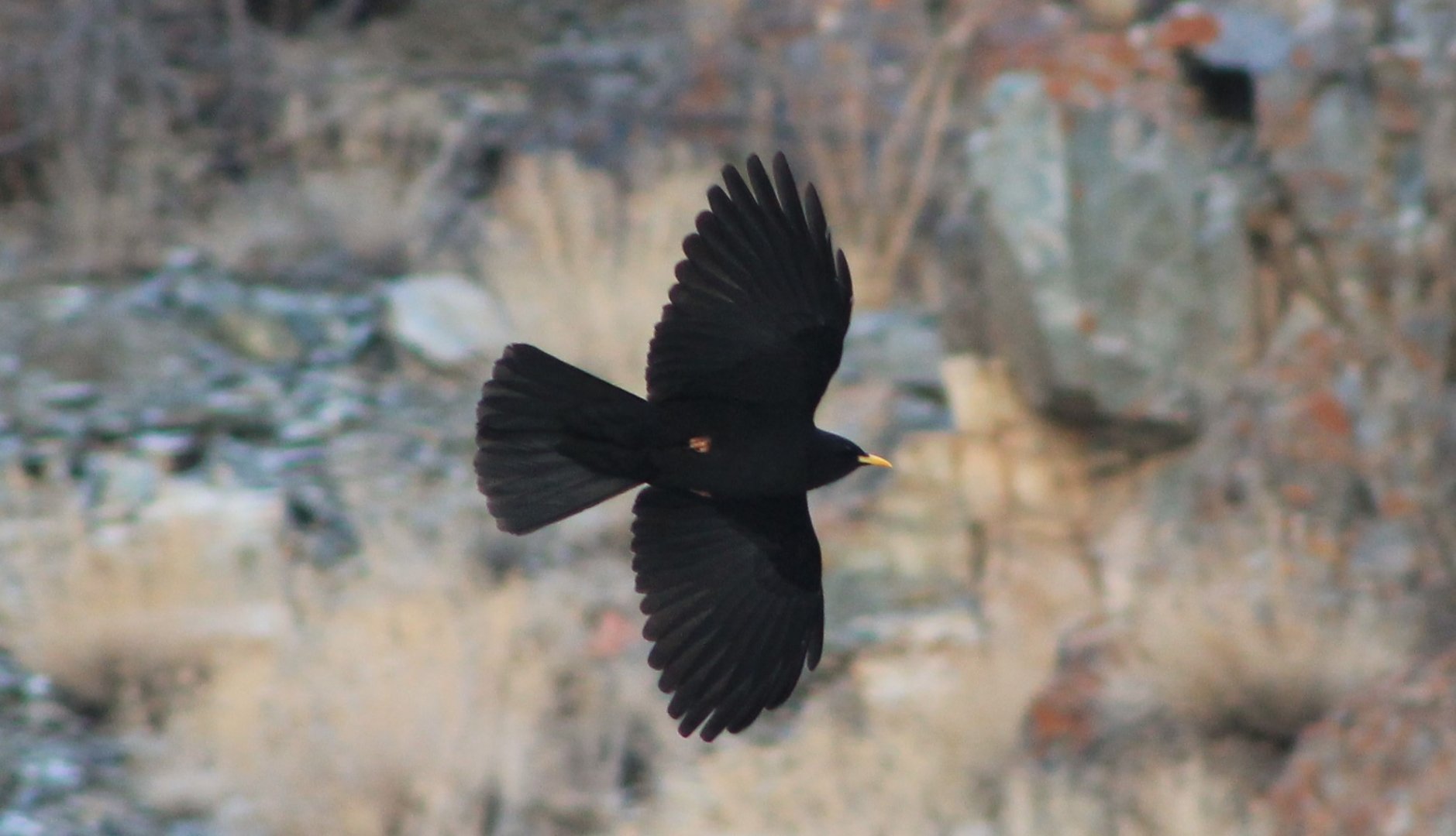 Yellow-billed Chough (Pyrrhocorax graculus)